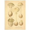 Flax Art Poster | Encyclopedia Mushroom B | FWP-AP-EN5B